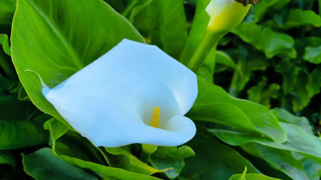 Gros plan sur une fleur d'arum blanc montrant son spadice jaune et la rosée du matin