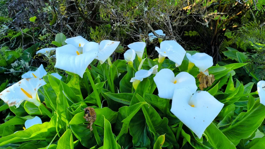 Champ dense d'arums blancs s'épanouissant au cœur des végétations verdoyantes