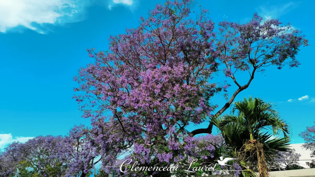 Jacaranda majestueux aux fleurs violacées et palmier au Tampon
