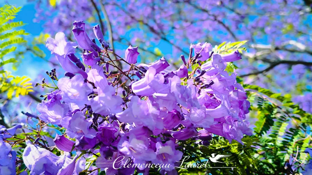 Gros plan sur les clochettes mauves d'une grappe de fleurs de jacaranda