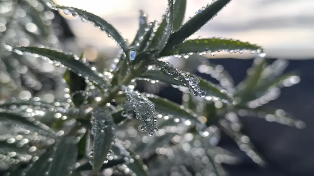 Gros plan sur des feuilles vert foncé couvertes de nombreuses perles de rosée scintillantes.