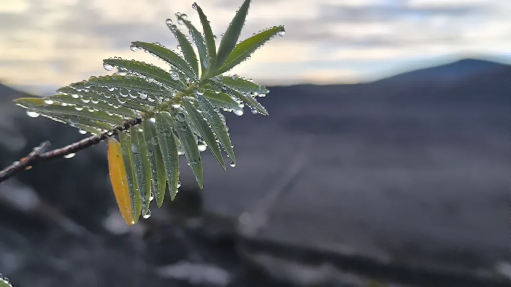 Rameau végétal aux aiguilles rangées couvert d'eau se détachant sur fond de paysage volcanique flou.