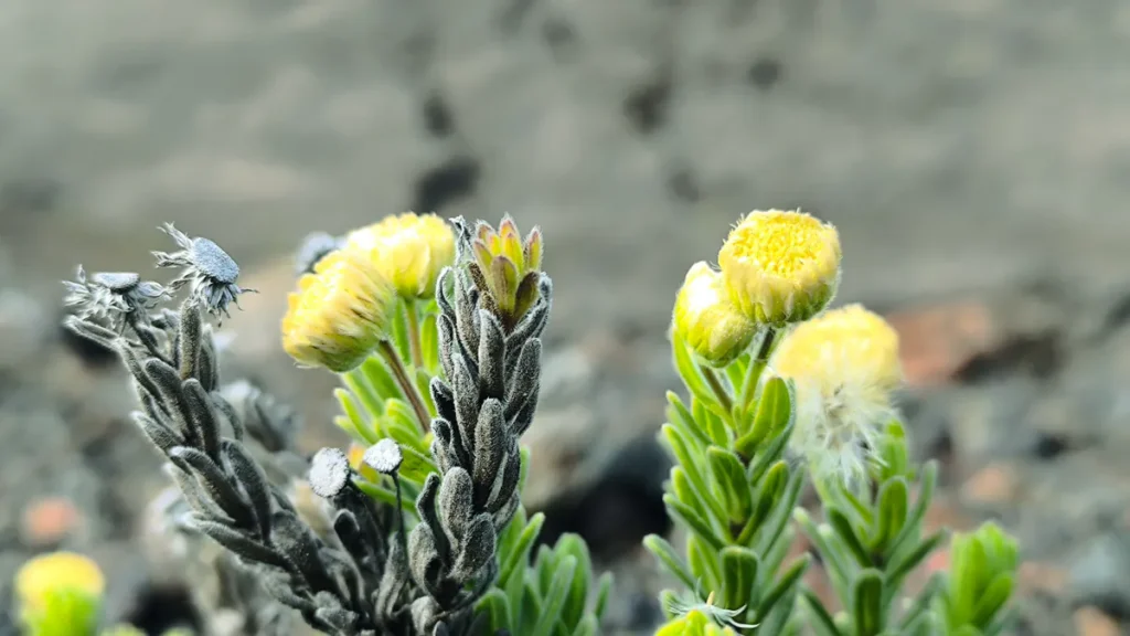 Fleurs jaunes en capitules et tiges duveteuses d'une plante pousse-lave sur sol basaltique.