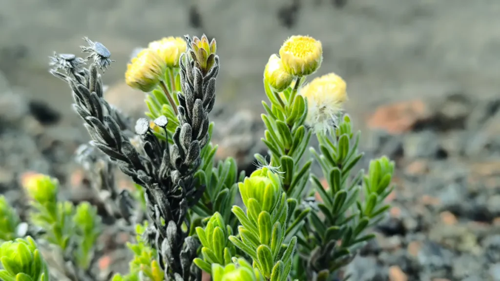 Plan rapproché sur les tiges dressées et boutons floraux d'une plante endémique volcanique.