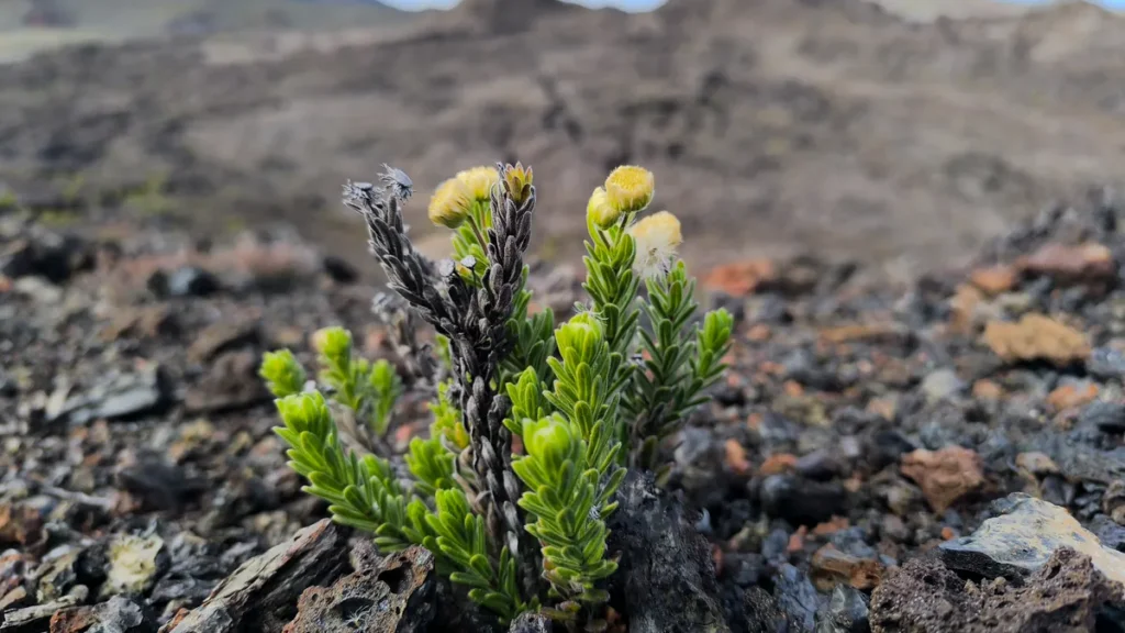 Touffe de végétation pionnière aux fleurs jaunes dressée sur la roches de lave sombre.