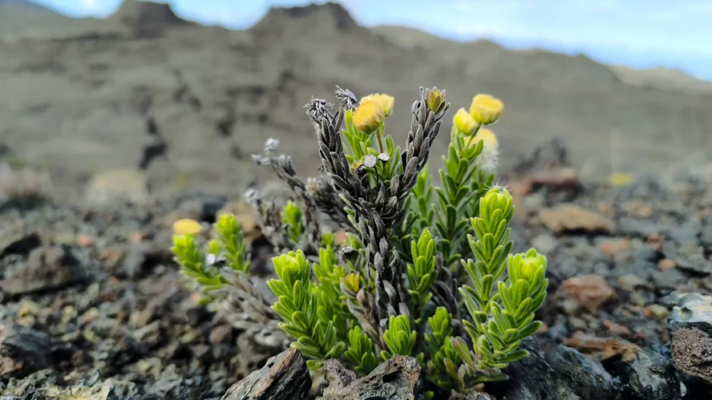 Plante endémique miniature avec boutons jaunes contrastant avec le terrain volcanique gris.
