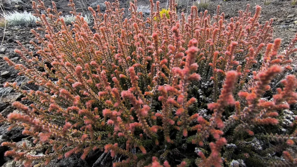 Buisson dense aux teintes rougeâtres et cuivrées se détachant sur le sol volcanique.