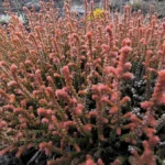 Buisson dense aux teintes rougeâtres et cuivrées se détachant sur le sol volcanique.