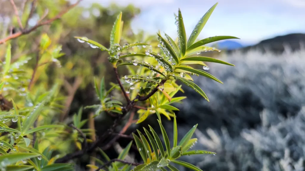 Gros plan sur de fines feuilles vertes couvertes de gouttelettes de rosée brillantes en transparence.