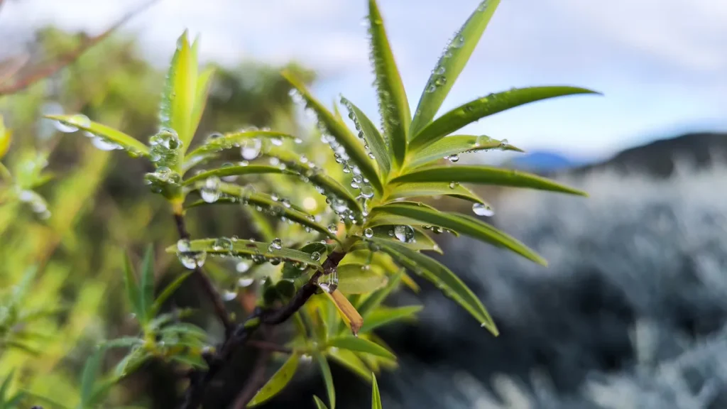 Macro-photographie de gouttes d'eau perlant le long des feuilles aiguisées d'une plante volcanique.