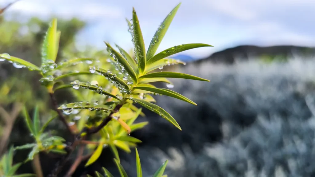 Vue rapprochée de jeunes pousses verdoyantes scintillantes sous l'eau de pluie ou de rosée.