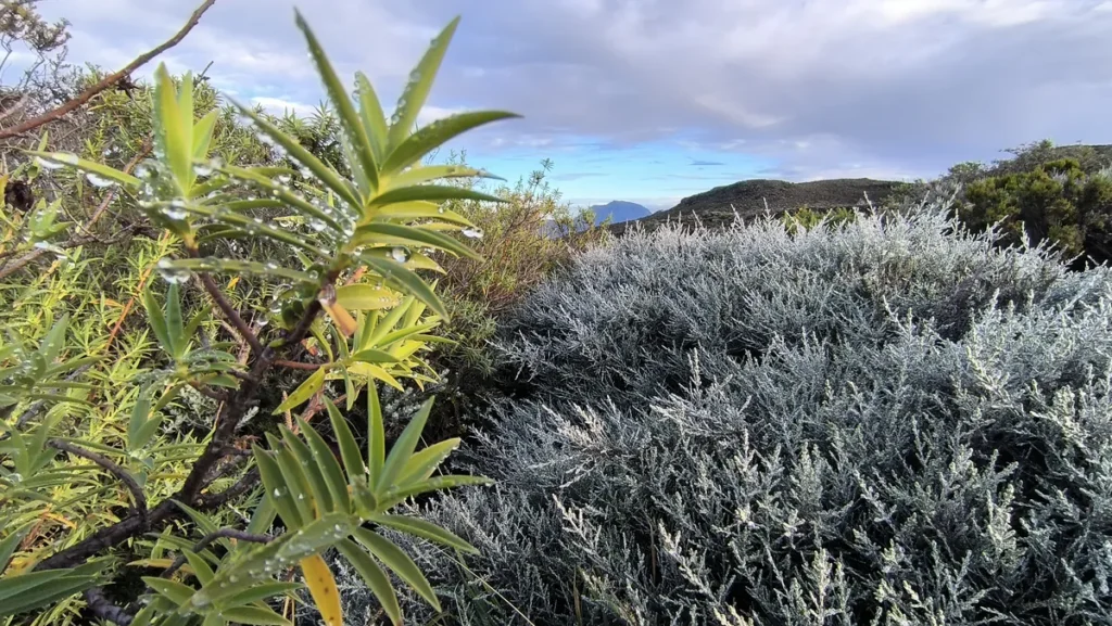 Plante verte bordée de gouttes d'eau au premier plan à côté d'un dense buisson de branle blanc.
