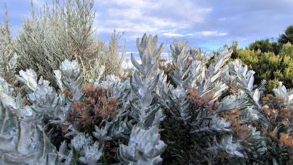 Tiges de plantes aux teintes argentées et petites fleurs séchées recouvertes d'une fine condensation.