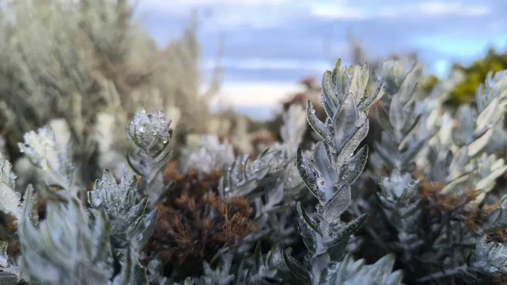 Gros plan à faible profondeur de champ montrant des pousses végétales humides et des inflorescences séchées.