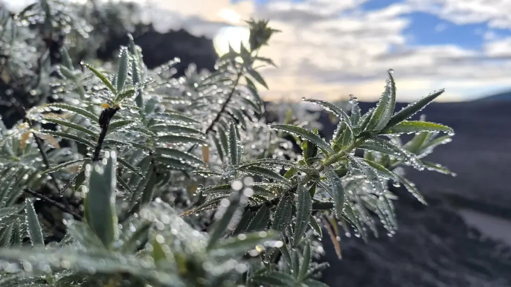Contre-jour lumineux sur des branches de plante volcanique constellées de nombreuses gouttes d'eau brillant au soleil.
