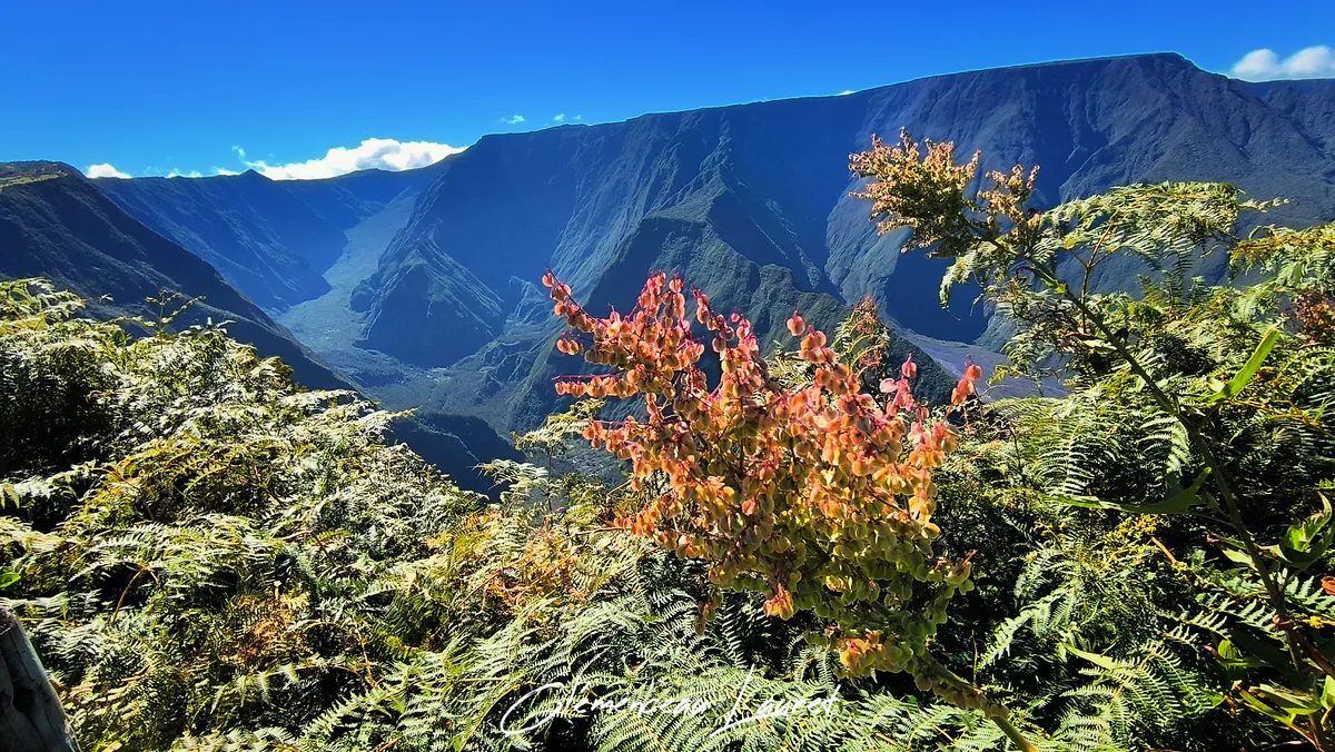 Fleurs colorées et végétation locale sur fond de montagne à Notre-Dame de la Paix