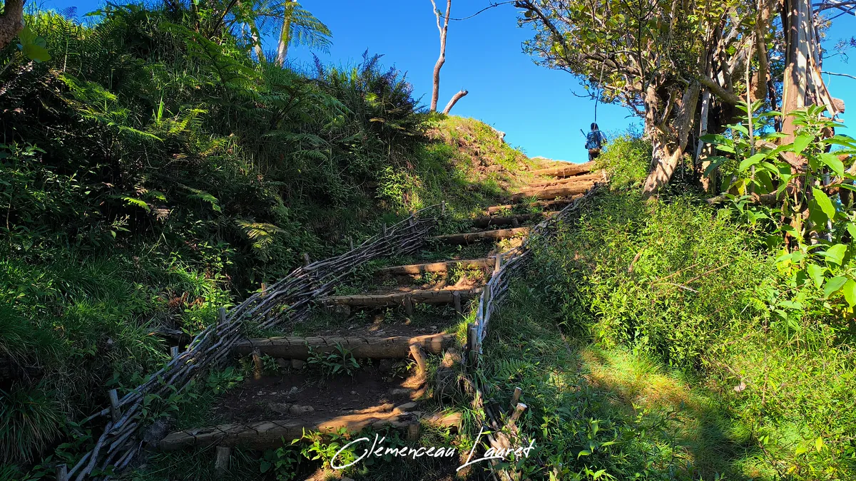Escalier en bois aménagé dans la végétation sur le sentier botanique