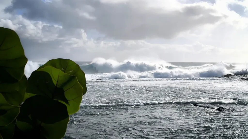 Plan rapproché sur de grandes feuilles rondes de raisin de mer en amorce à gauche, révélant en arrière-plan d'immenses vagues écumantes déferlant sur la côte de Grand Bois.