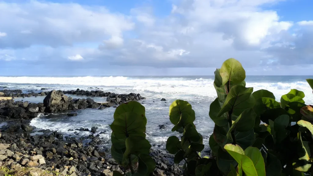Feuilles claires de raisin de mer occupant le côté droit au premier plan, surplombant la plage de roches sombres et le bassin d'eau de mer de Grand Bois agité par la houle.