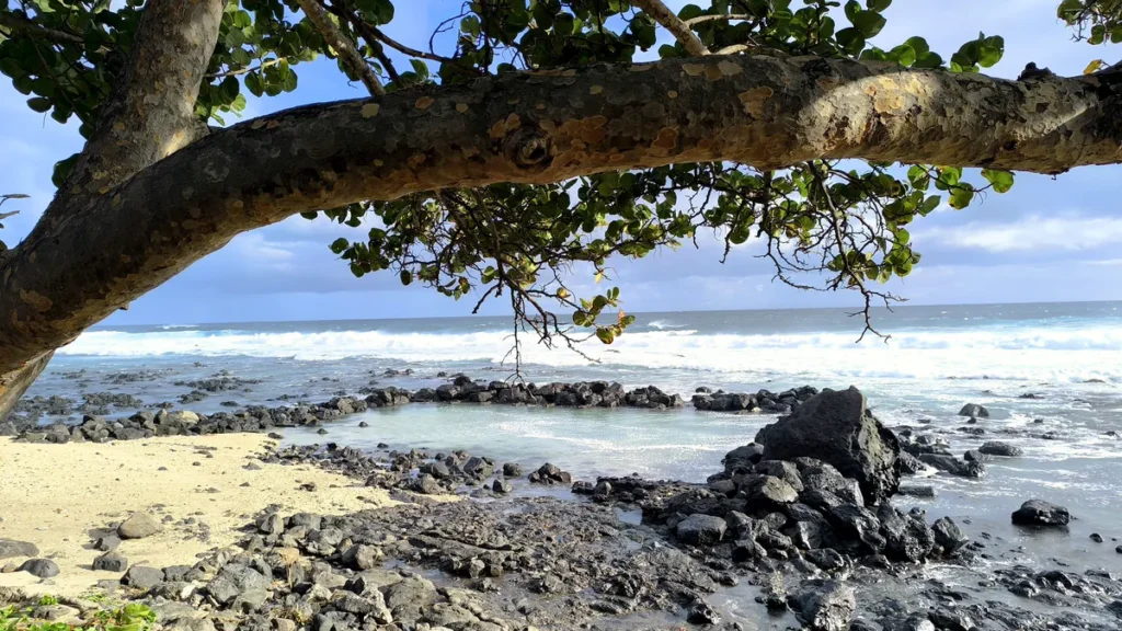 Une imposante branche d'arbre traversant horizontalement le haut de l'image, surplombant le sable blond, les roches sombres et les vagues blanches de Grand Bois.