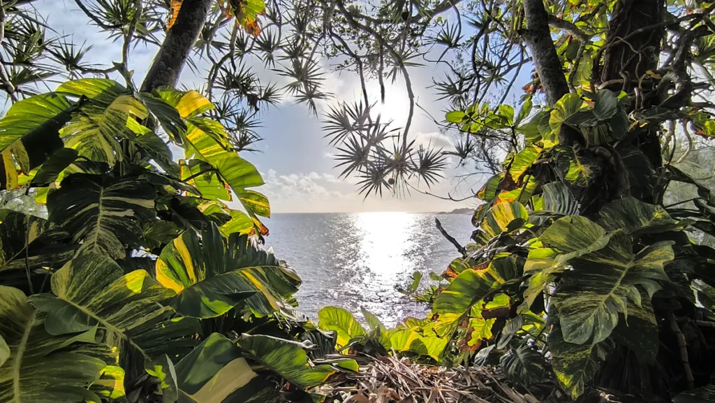 Vue sur la mer et le littoral depuis le Four à Chaux à Manapany-les-Bains à La Réunion, encadrée par la végétation tropicale.