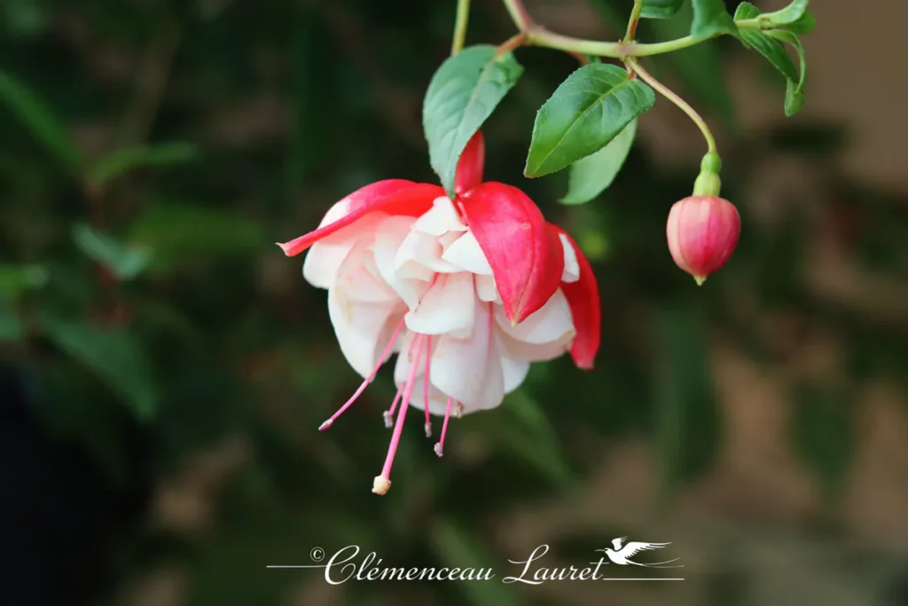 Gros plan sur une fleur de fuchsia bicolore rouge et blanche suspendue avec un bouton floral à La Réunion