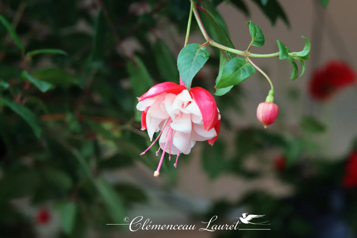 Détail macro d'une fleur de fuchsia double carmin et blanche sur fond de feuillage vert à La Réunion