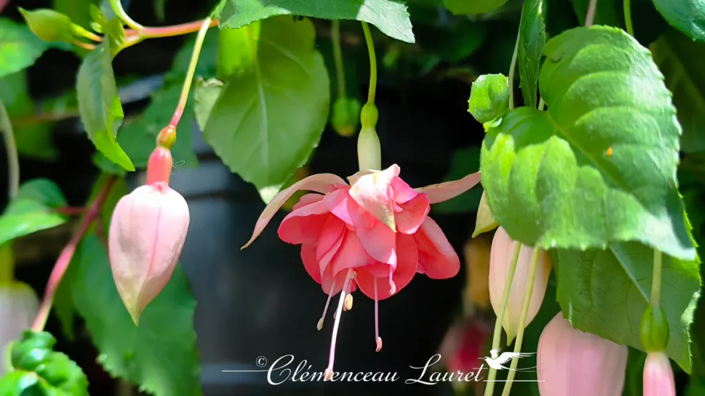 Fleur de fuchsia rose et corail entourée de feuillage vert dense à La Réunion