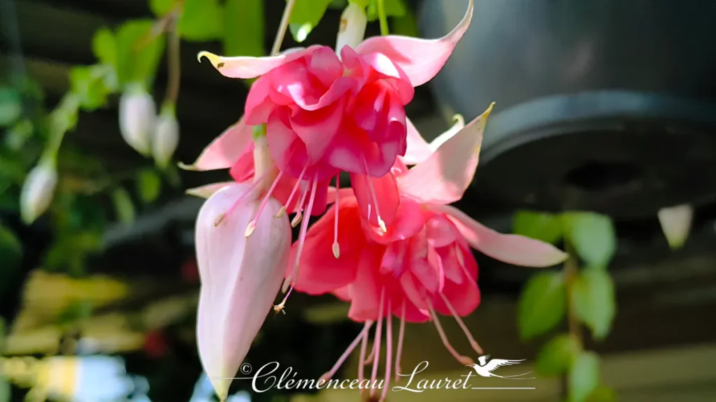 Vue rapprochée de fleurs de fuchsia rose vif suspendues en grappe avec boutons à La Réunion