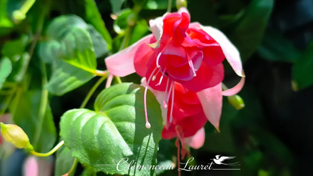 Gros plan macro sur le cœur d'une fleur de fuchsia rose et blanc à La Réunion