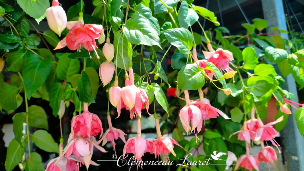 Cascade de nombreuses fleurs de fuchsia roses suspendues sur leur feuillage à La Réunion