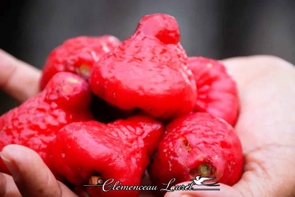 Poignée de fruits jamalacs rouges fraîchement cueillis tenus dans les mains à Saint-Joseph