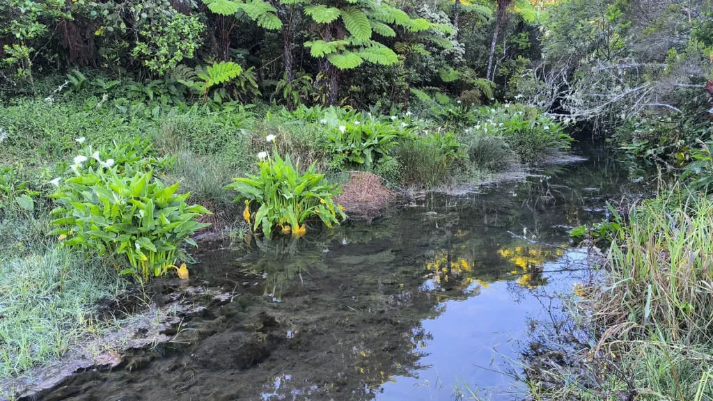 Ruisseau d'eau claire bordé d'arums blancs et de végétation luxuriante en forêt
