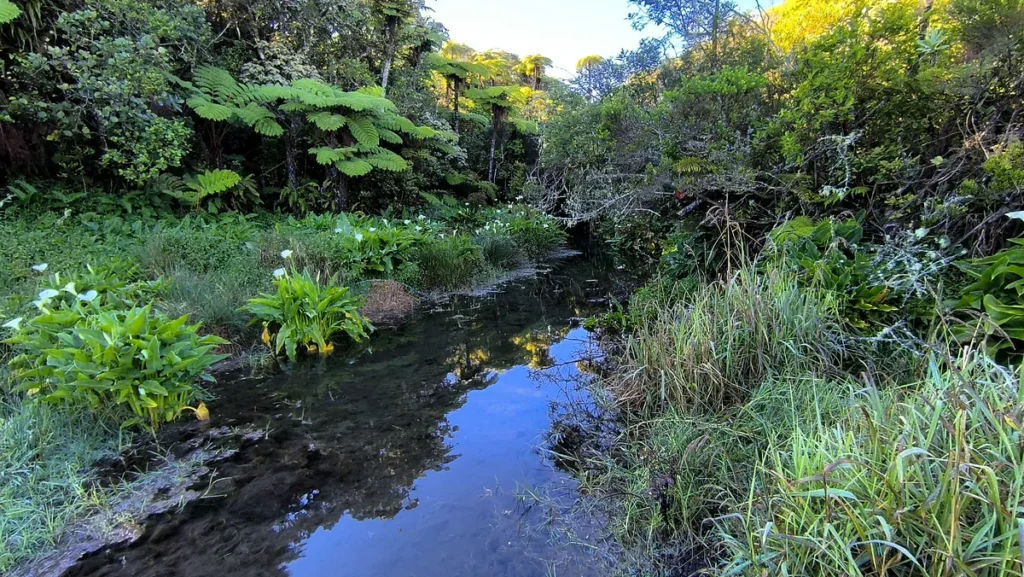 Ruisseau paisible reflétant le ciel bleu au milieu de fougères arborescentes