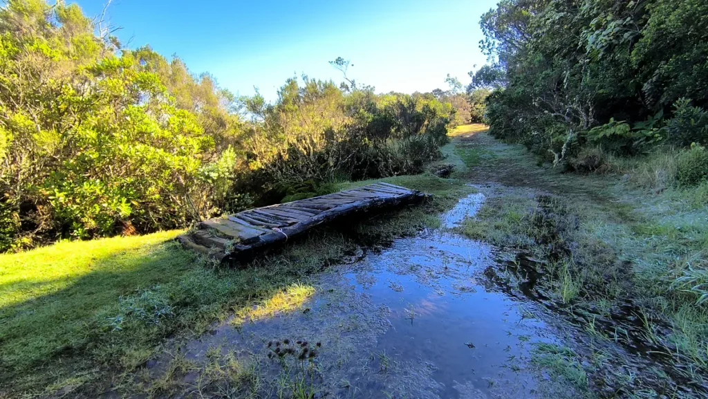 Petit pont en bois traversant une zone humide sur un sentier de terre en forêt