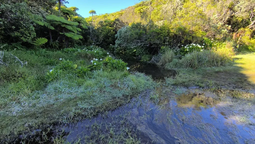Eau limpide s'écoulant doucement sur des herbes humides bordées de végétation tropicale