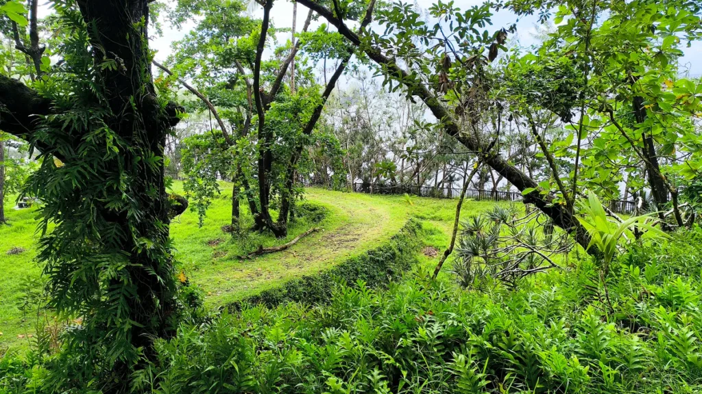 Sentier d'herbe verte serpentant entre arbres tropicaux et fougères à La Source Sainte-Rose.