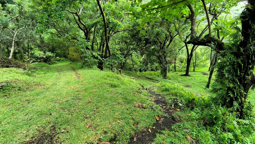 Chemin ombragé sous des arbres tropicaux recouverts de végétation à La Source Sainte-Rose.