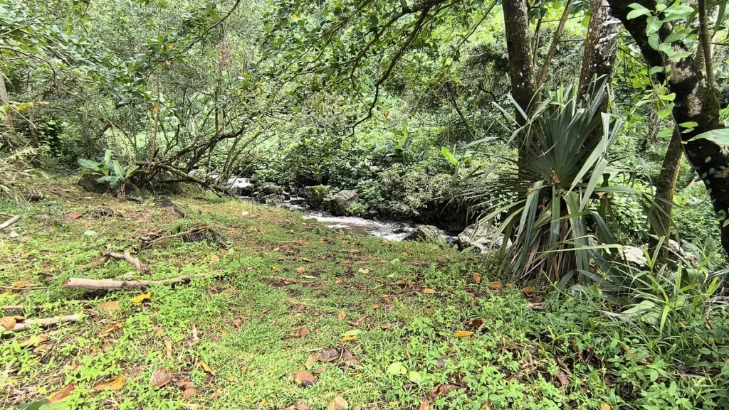 Petite rivière s'écoulant au milieu d'une végétation tropicale dense à La Source Sainte-Rose.