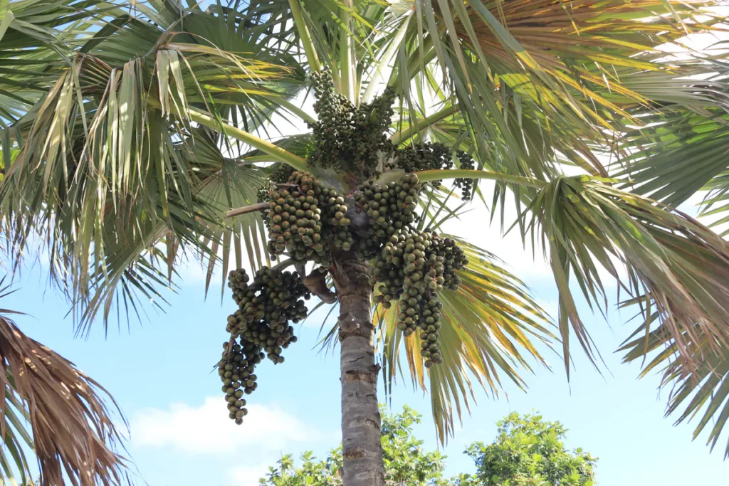Vue en contre-plongée du stipe et de la couronne chargée de fruits d'un latanier rouge.
