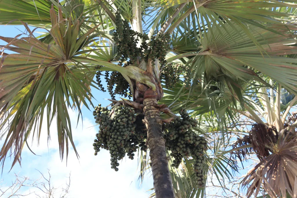 Vue sous le feuillage d'un latanier rouge laissant apparaître ses fruits denses et le ciel bleu.