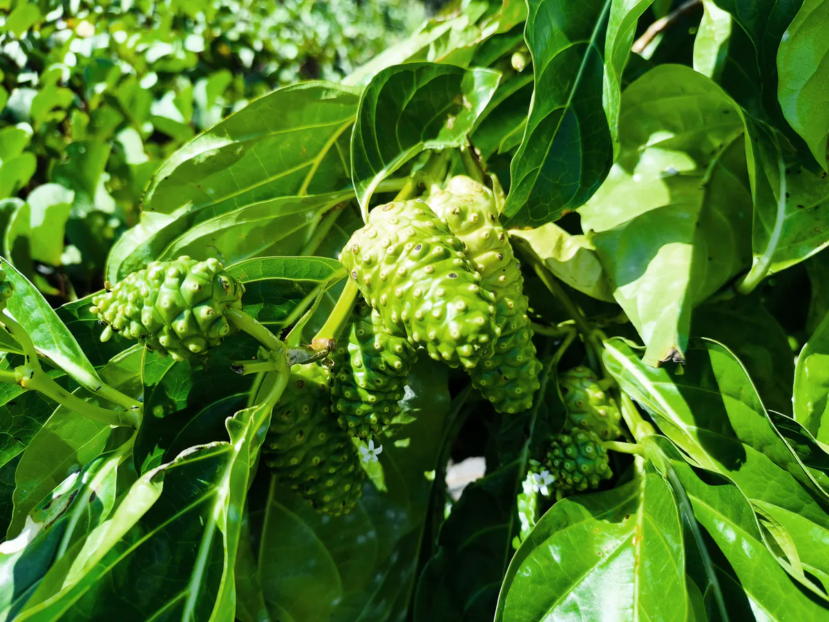 Gros plan sur plusieurs fruits vert clair de noni aux bosselures alvéolées suspendus parmi de grandes feuilles vertes luisantes.