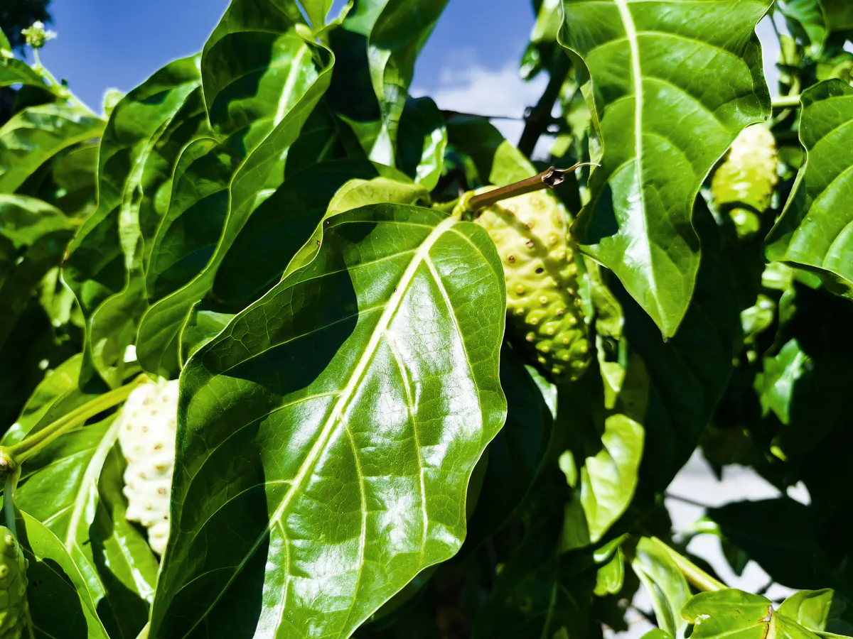 Vue rapprochée d'une grande feuille verte oblongue et vernissée masquant en partie un fruit de noni jaune-vert.