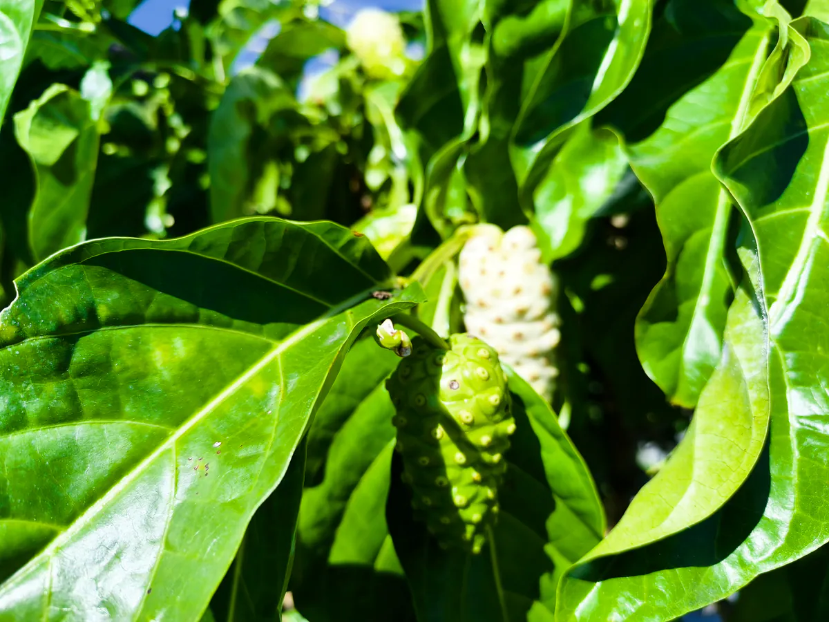 Plan rapproché sur un jeune noni vert au premier plan avec un fruit mûr blanchâtre en arrière-plan flou.