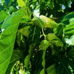 Vue d'ensemble du feuillage d'un nonyer révélant plusieurs fruits alvéolés disséminés dans les branches.