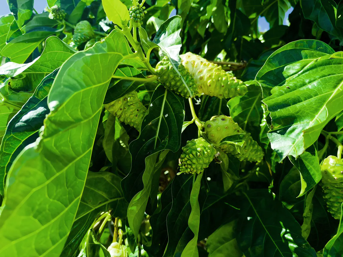 Vue d'ensemble du feuillage d'un nonyer révélant plusieurs fruits alvéolés disséminés dans les branches.