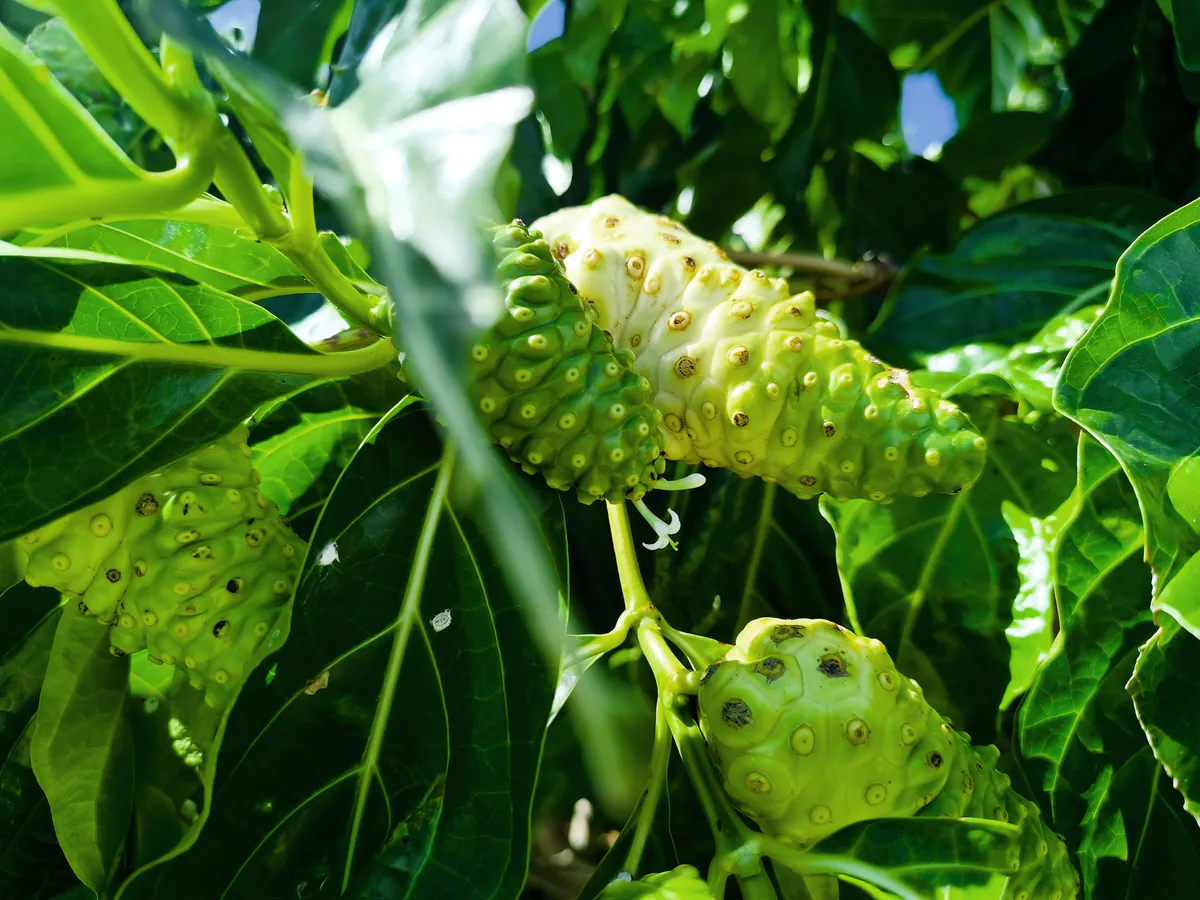 Zoom sur un fruit de noni blanchâtre presque mûr portant une petite fleur blanche à sa surface.