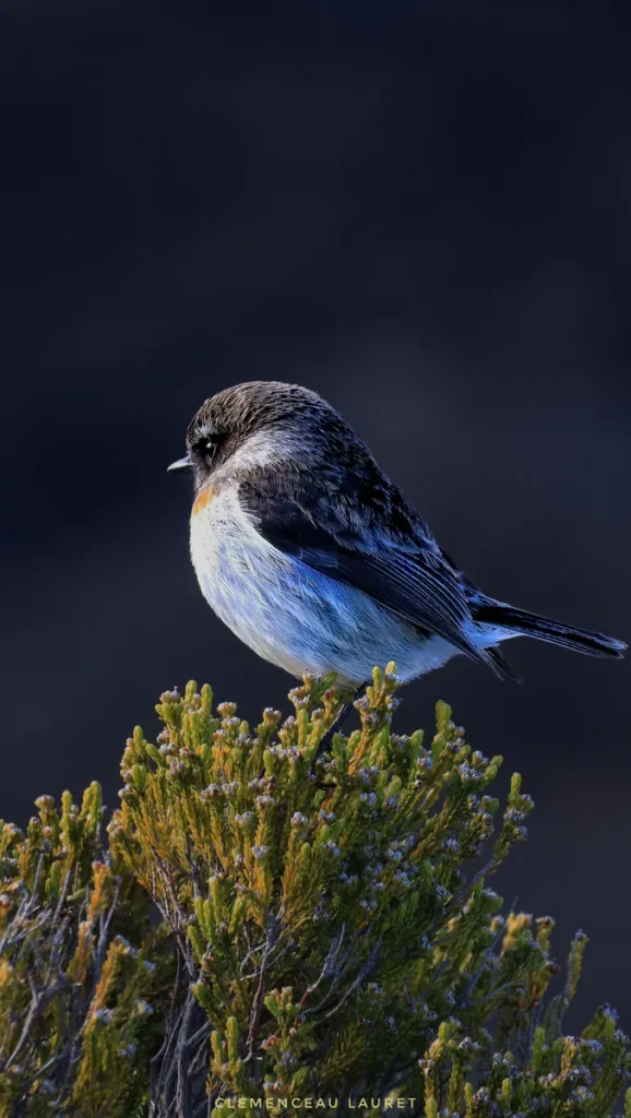 Tec-tec mâle oiseau endémique perché sur un branle vert aux Hauts de La Réunion