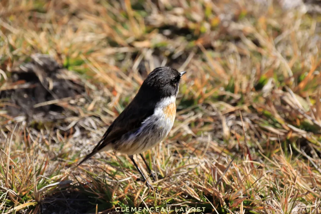 Tec-tec oiseau endémique cherchant sa nourriture dans la végétation au volcan du Piton de la Fournaise, La Réunion