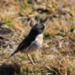 Tec-tec oiseau endémique cherchant sa nourriture dans la végétation au volcan du Piton de la Fournaise, La Réunion